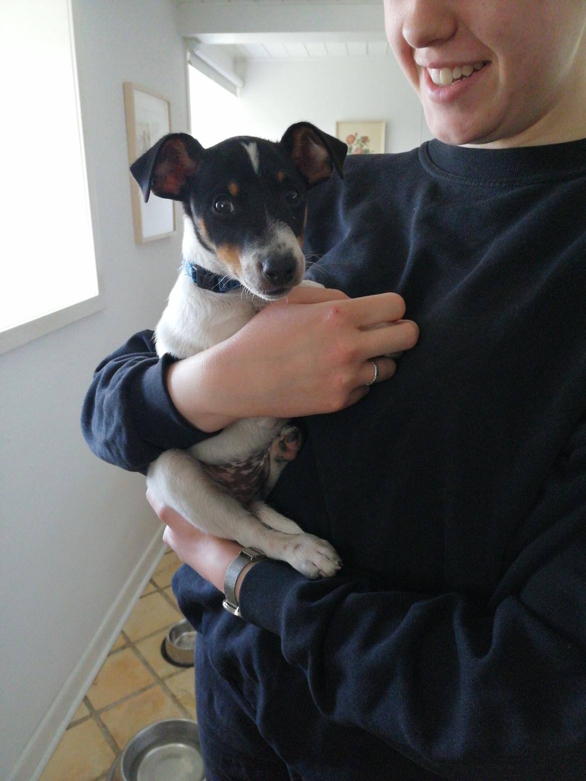 Dansk svensk gaardhund Jagger (Jack)  billede 1