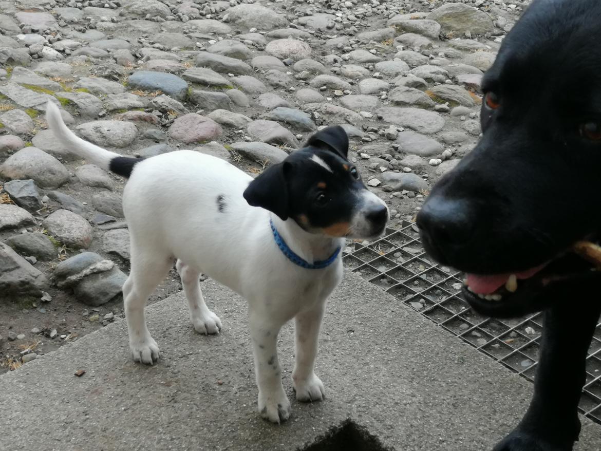 Dansk svensk gaardhund Jagger (Jack)  billede 2