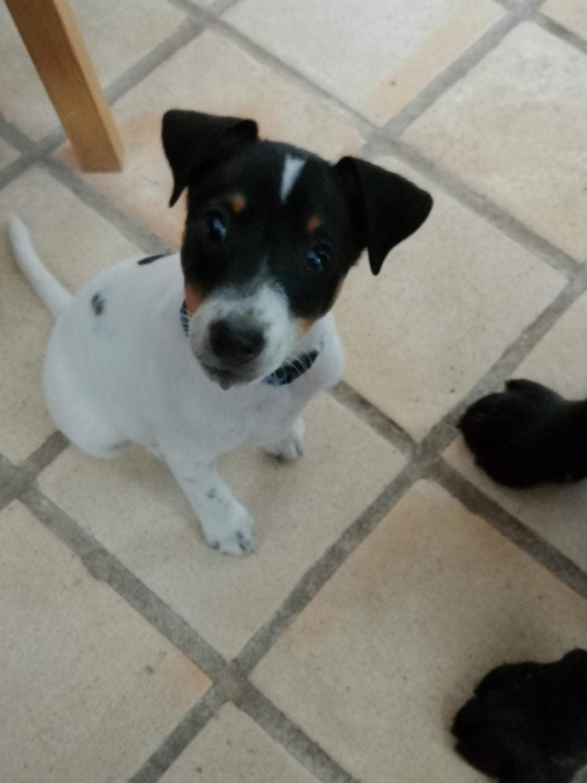 Dansk svensk gaardhund Jagger (Jack)  billede 3