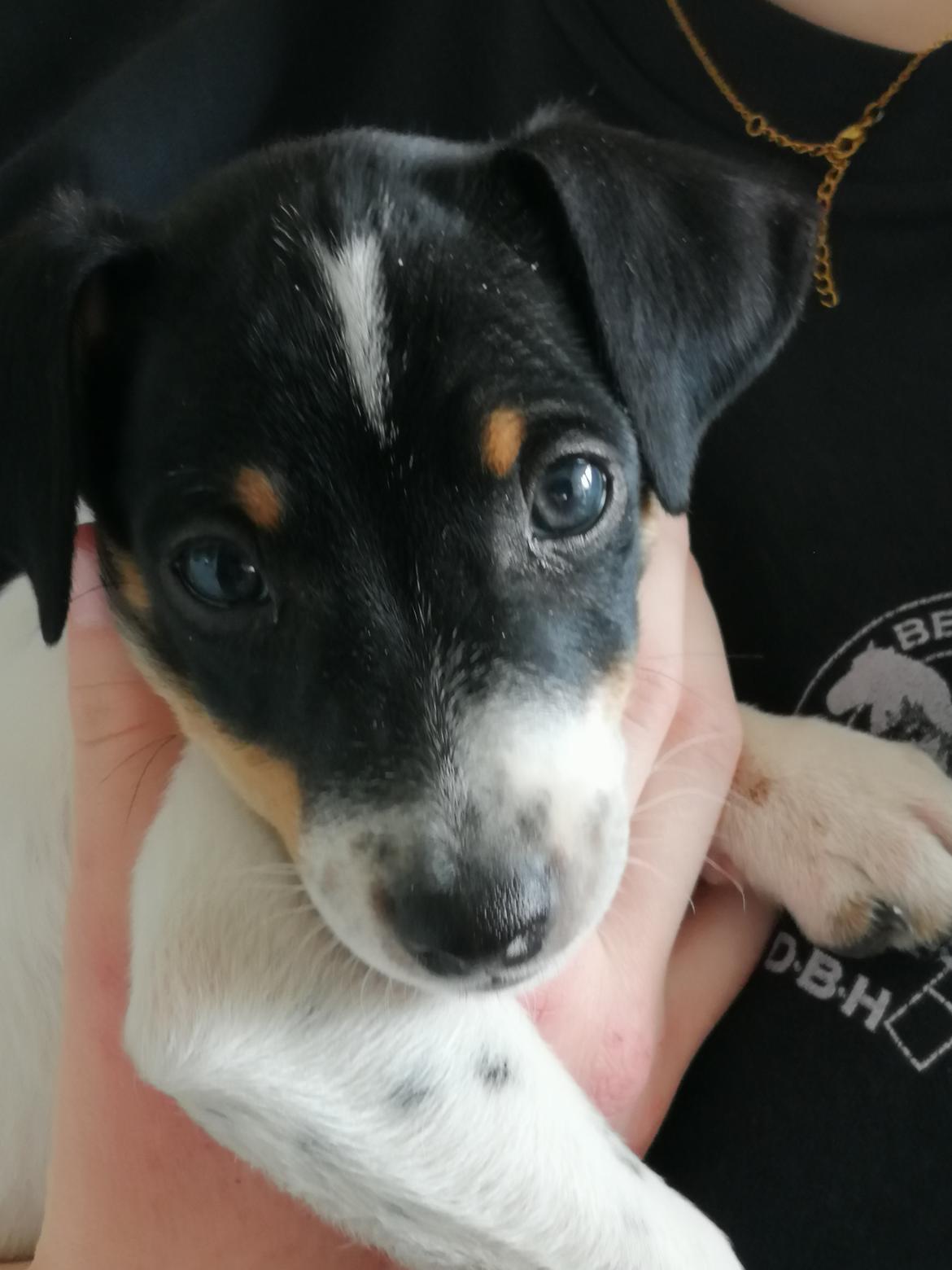 Dansk svensk gaardhund Jagger (Jack)  billede 4