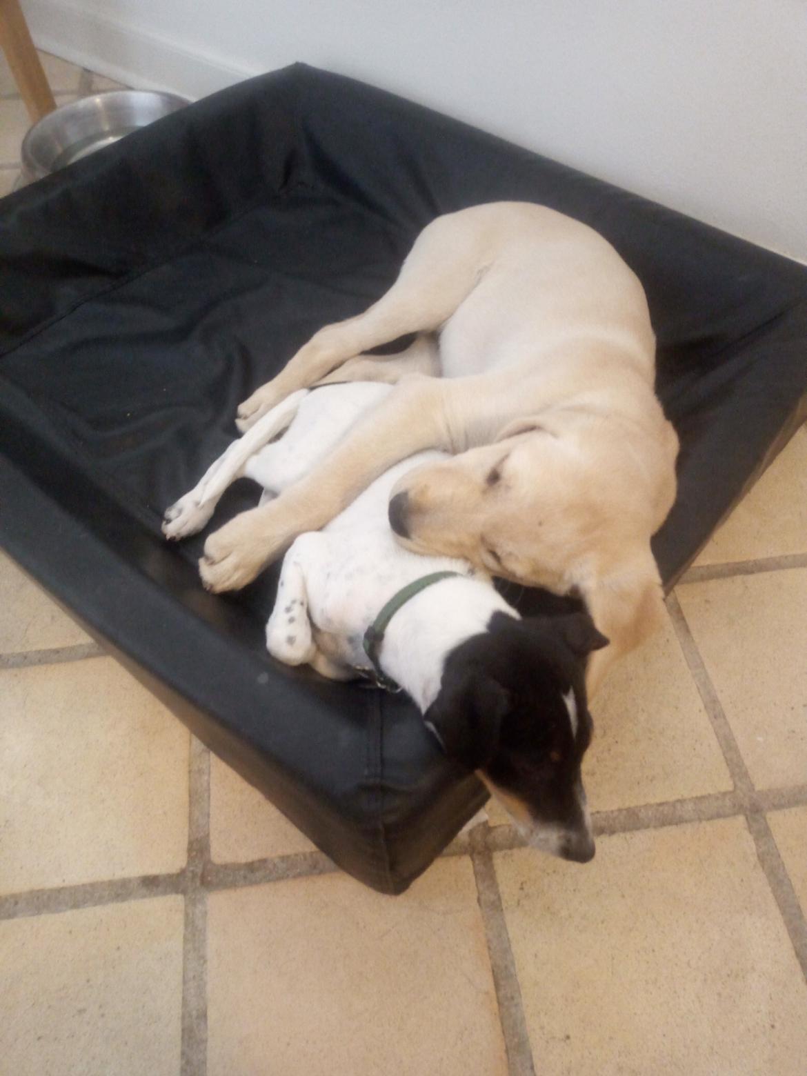 Labrador retriever Gule billede 1