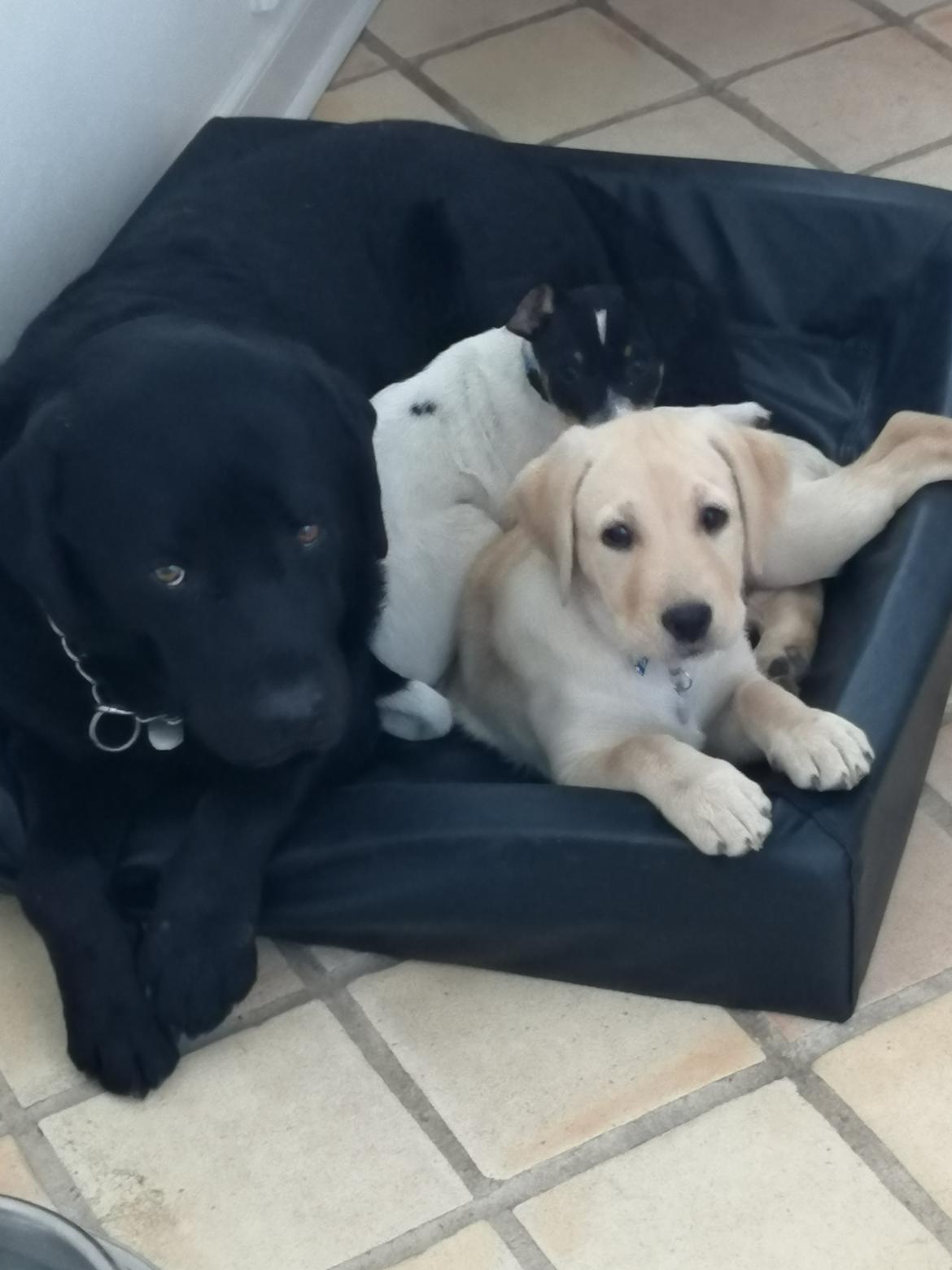 Labrador retriever Gule billede 2