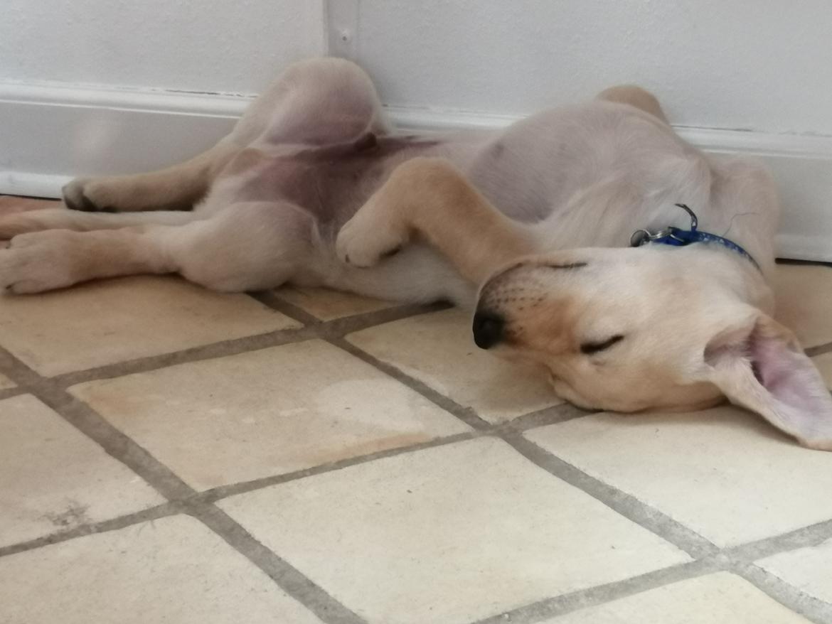 Labrador retriever Gule billede 3