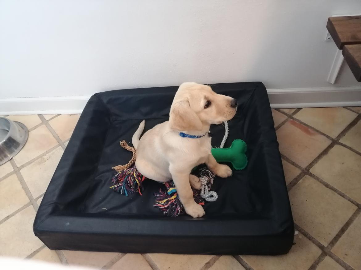 Labrador retriever Gule billede 4