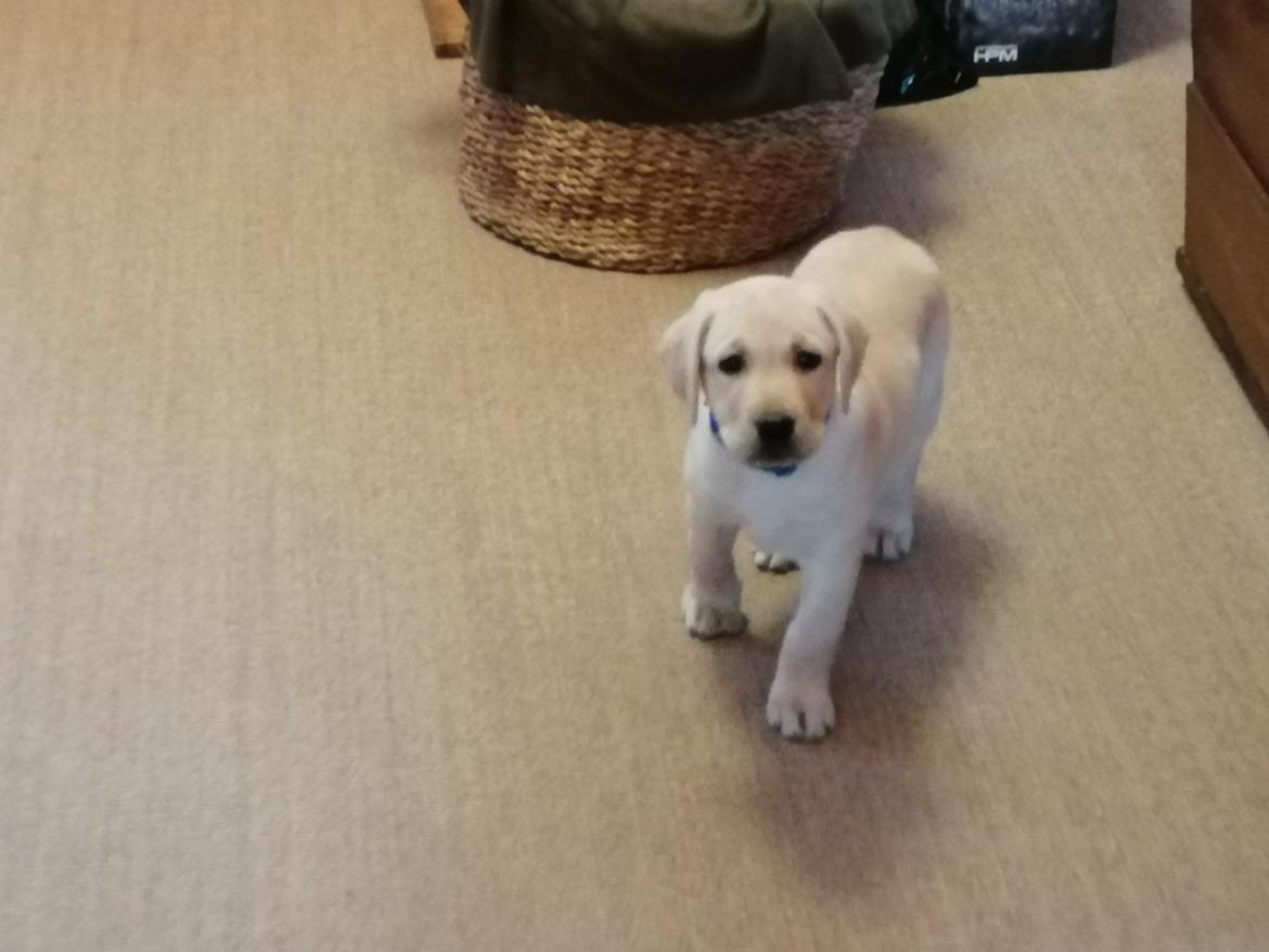 Labrador retriever Gule billede 5