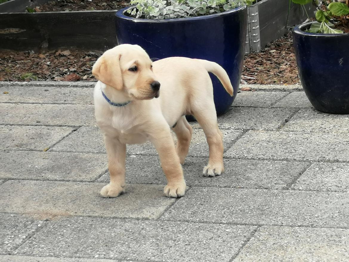 Labrador retriever Gule billede 6