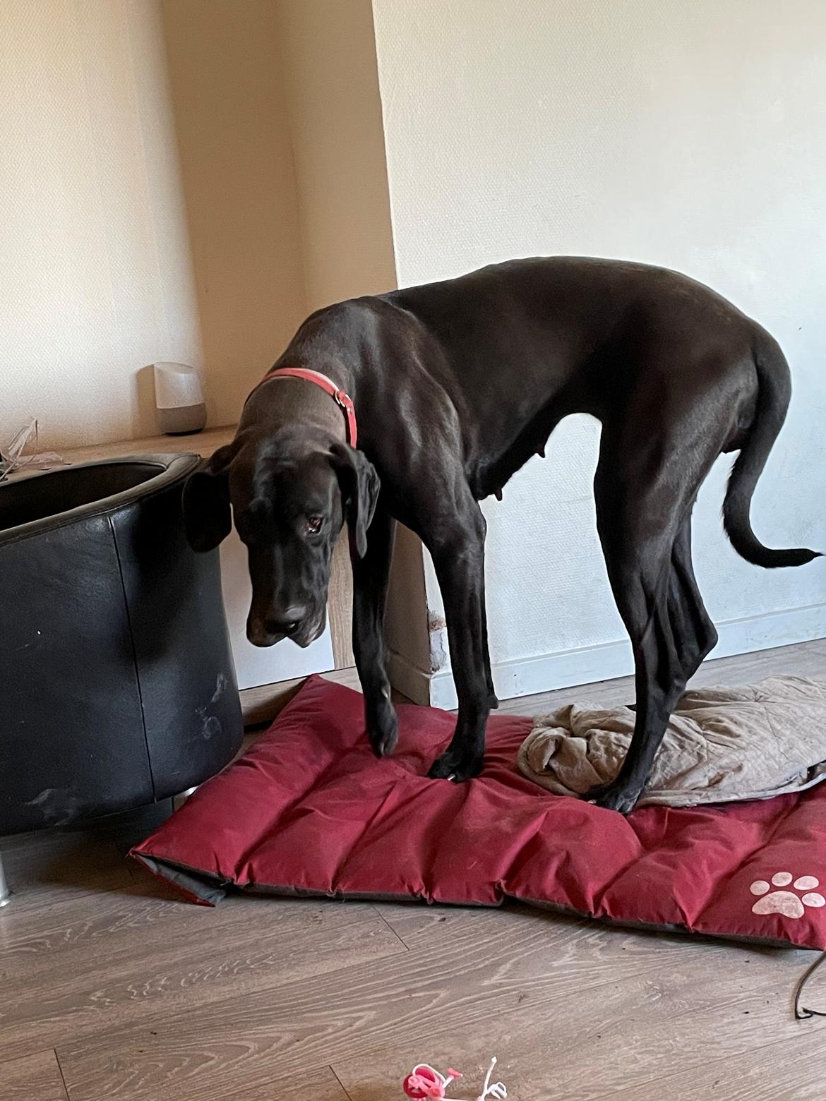 Grand danois Nala billede 1