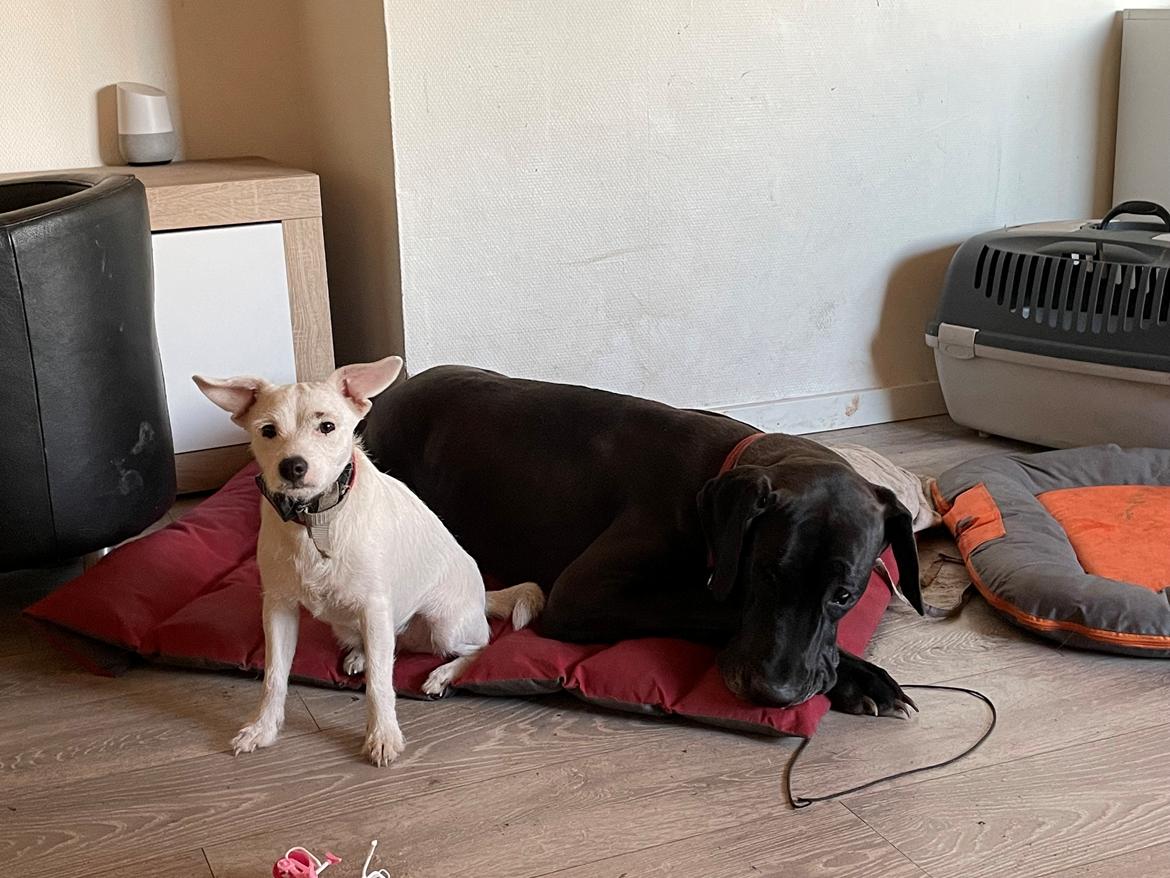 Grand danois Nala billede 2