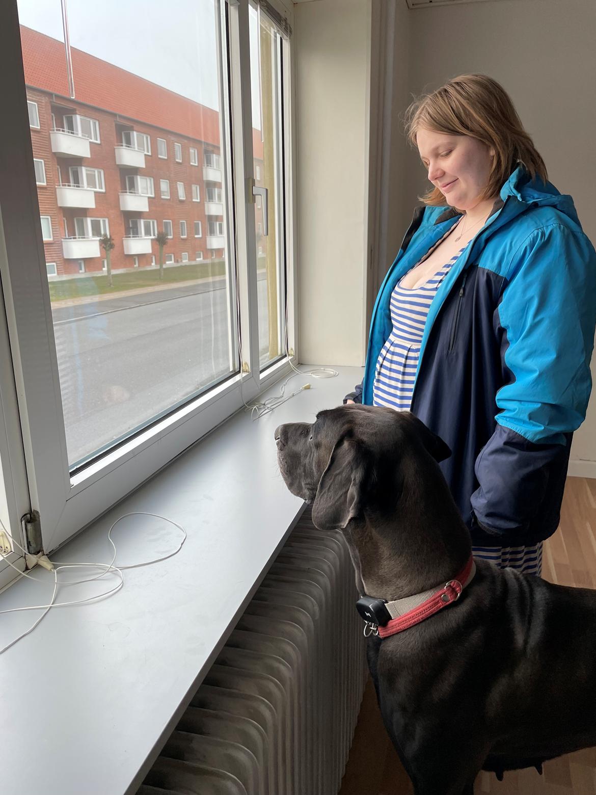 Grand danois Nala billede 4