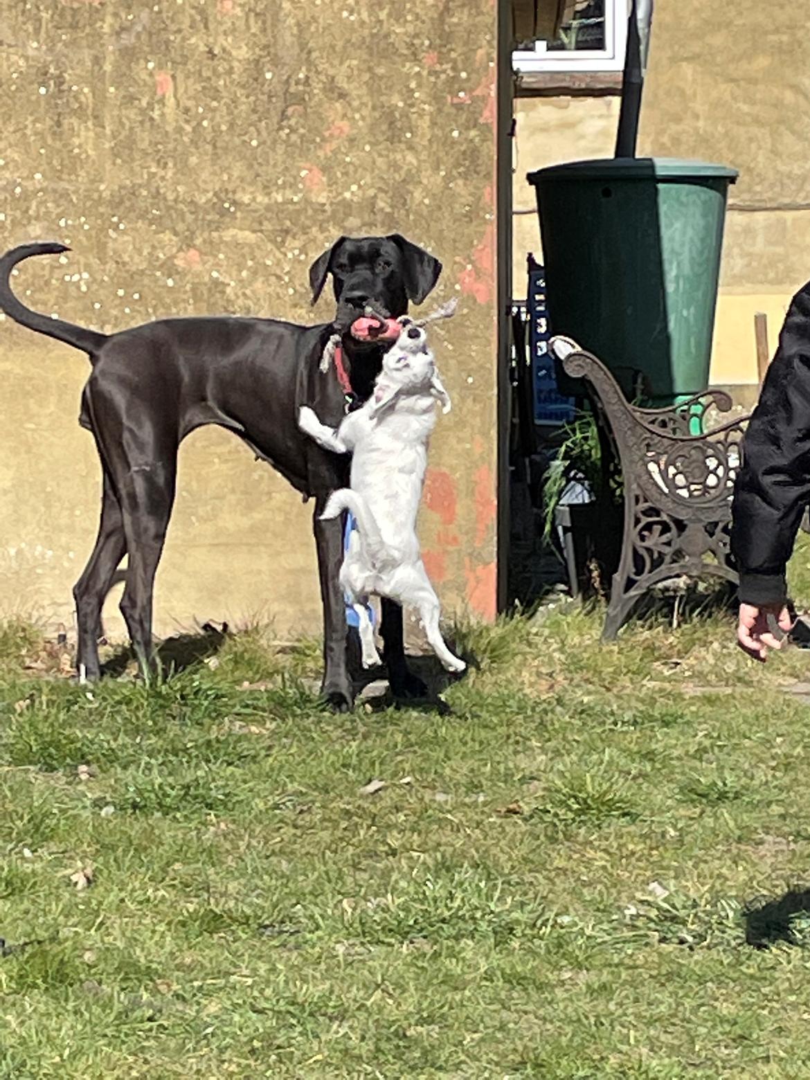 Grand danois Nala billede 5