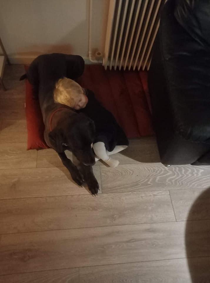 Grand danois Nala billede 6