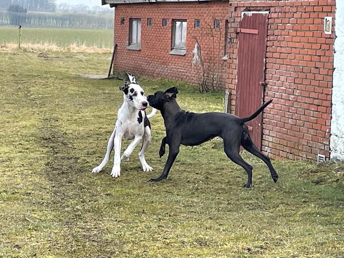 Grand danois Nala billede 3