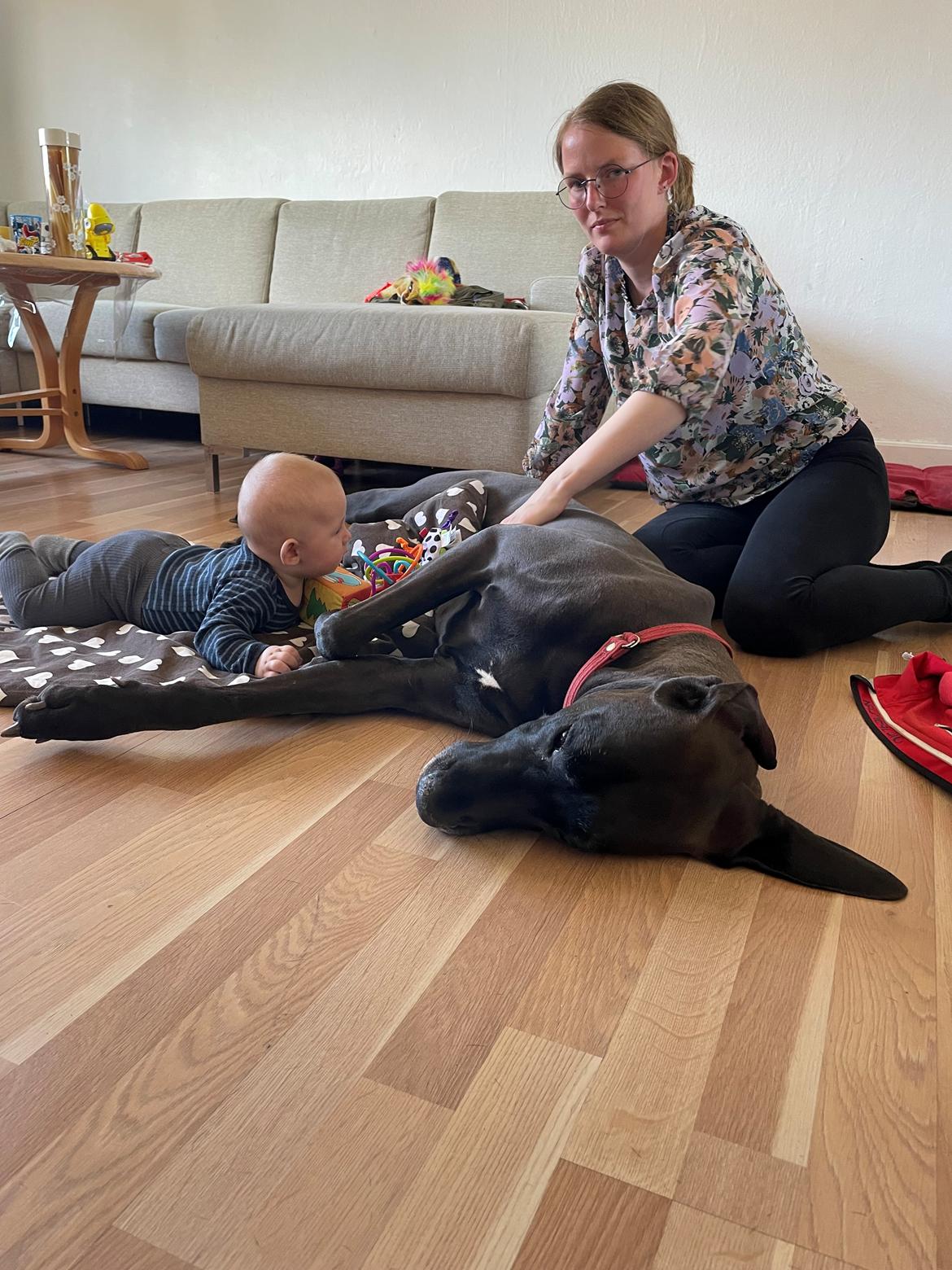 Grand danois Nala billede 7