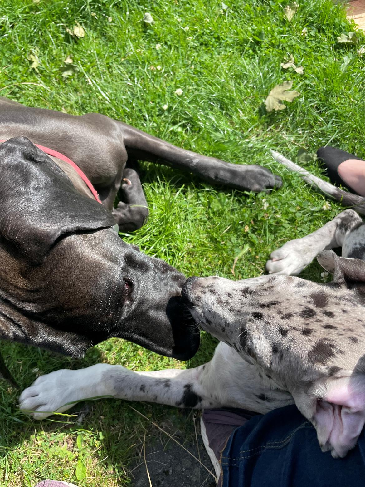 Grand danois Nala billede 9