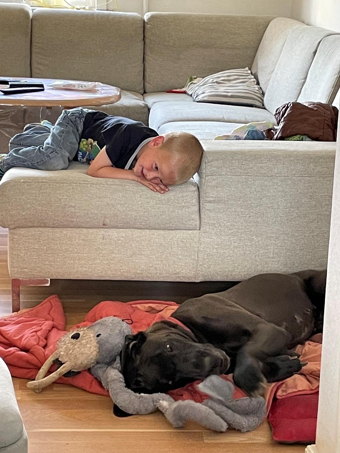 Grand danois Nala billede 8