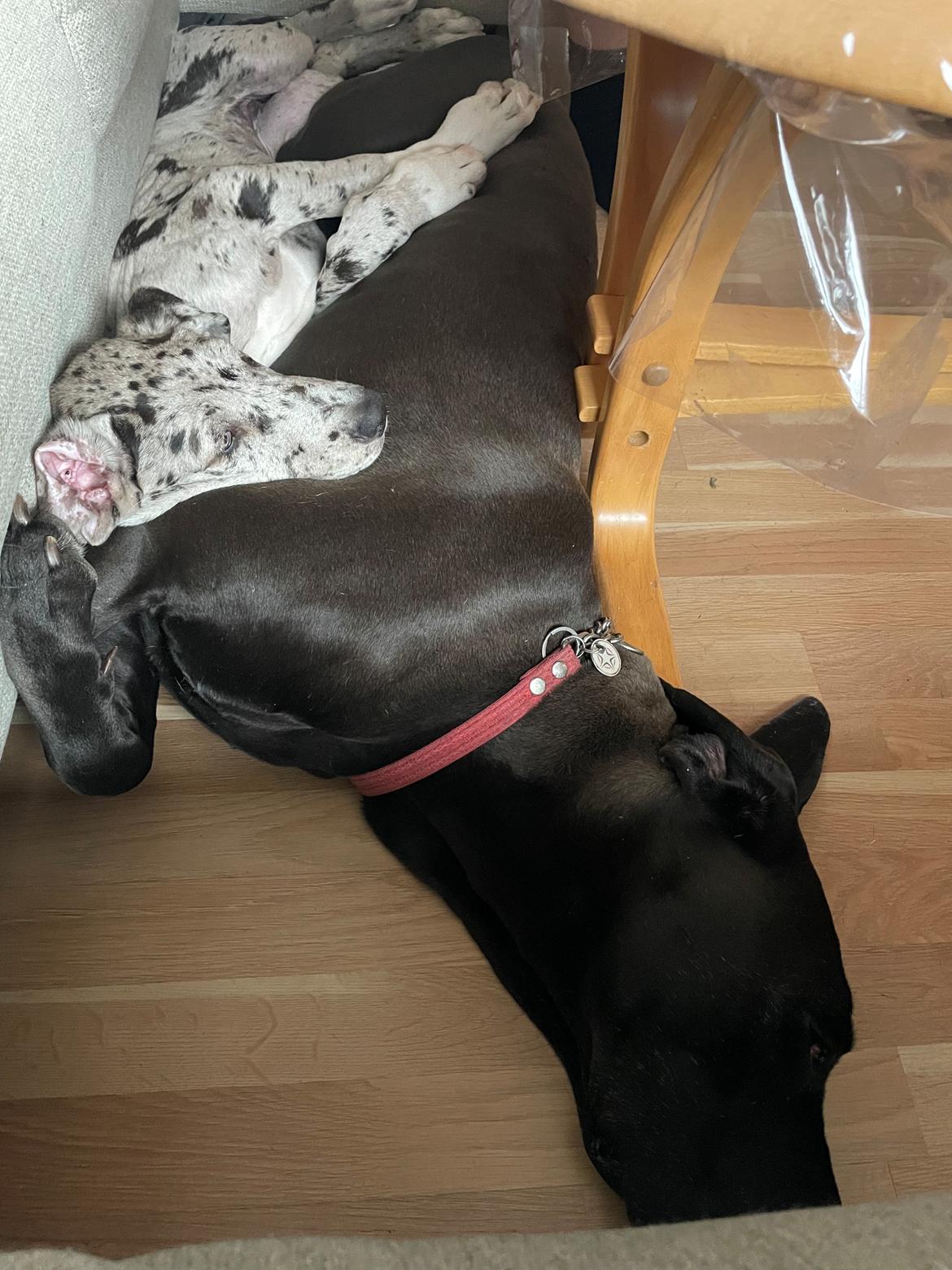 Grand danois Nala billede 10