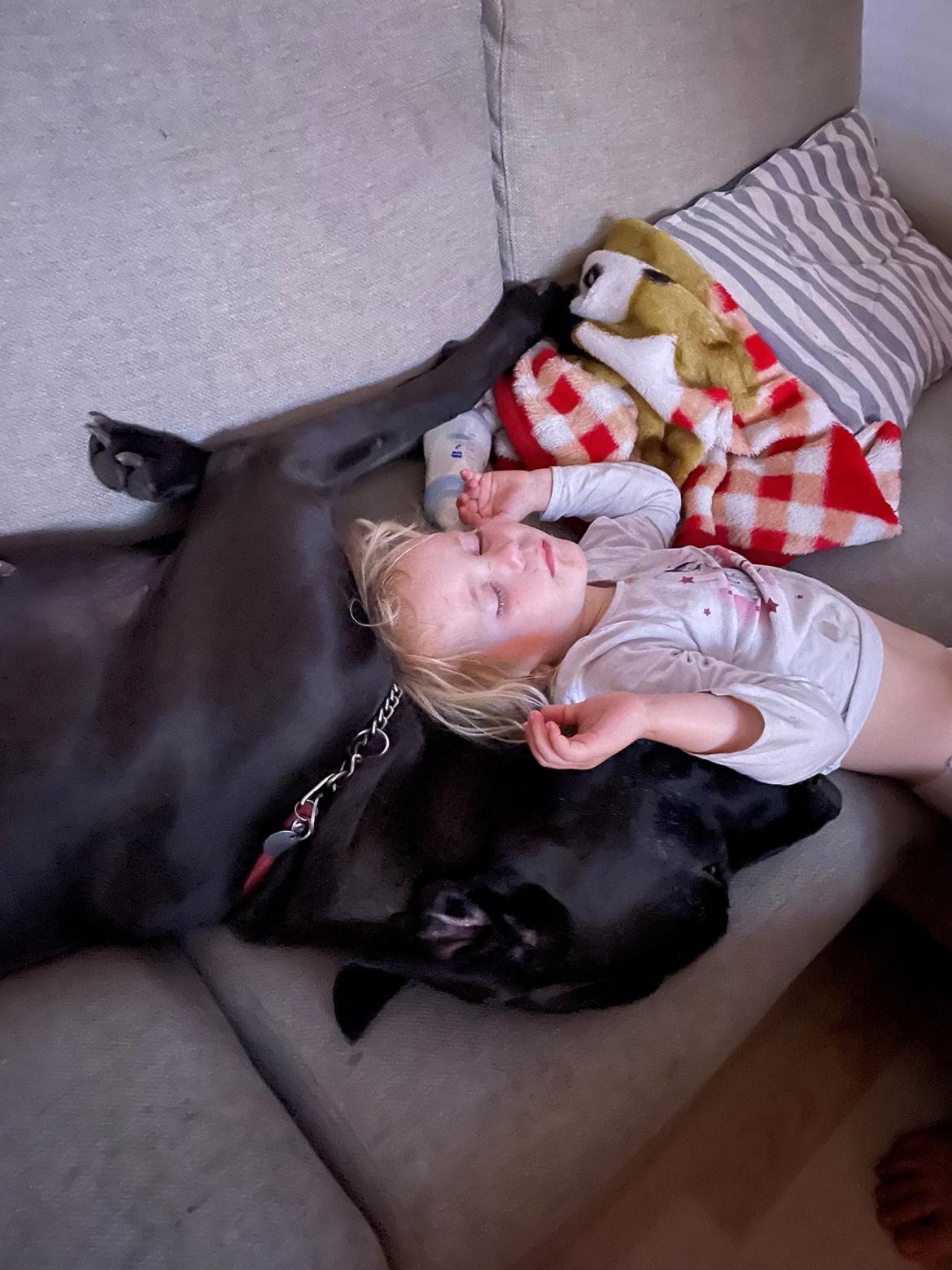 Grand danois Nala billede 12