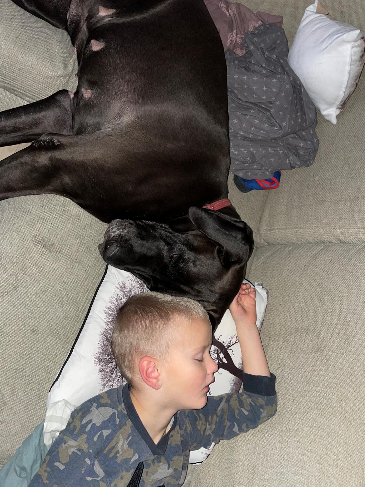 Grand danois Nala billede 13