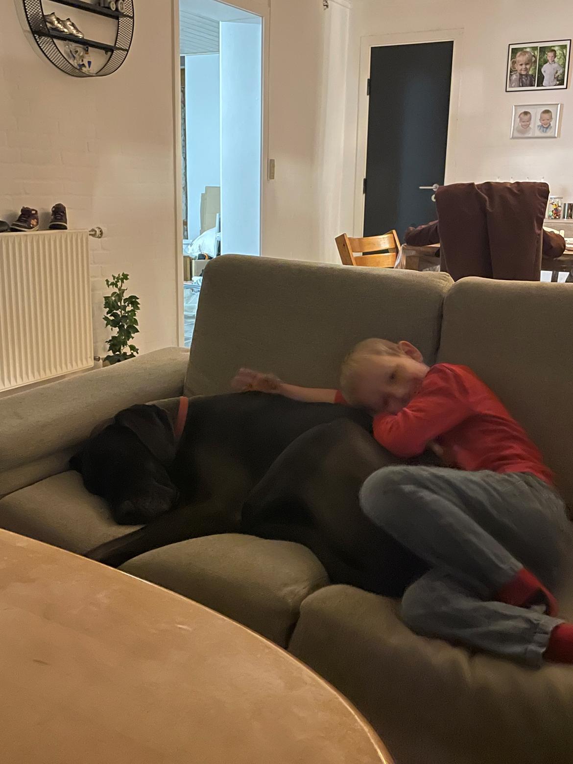 Grand danois Nala billede 11