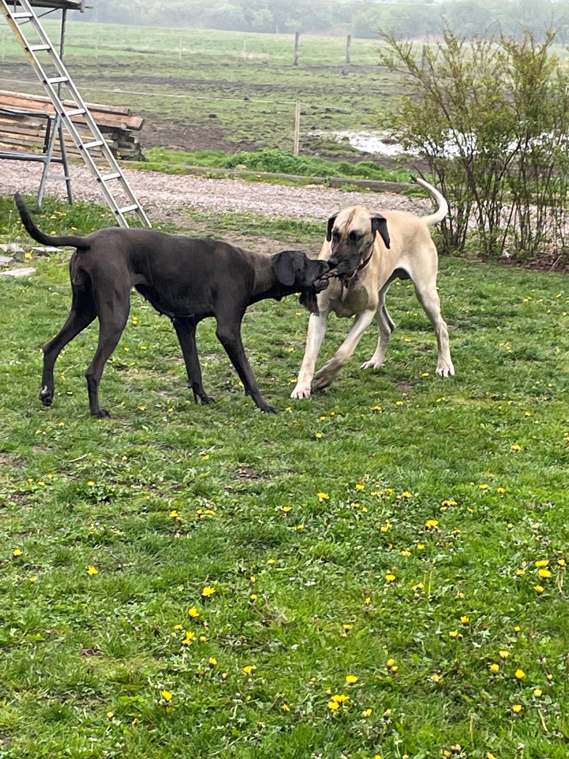 Grand danois Nala billede 15