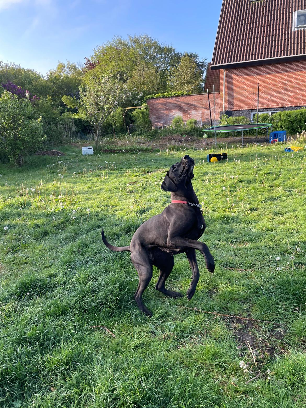 Grand danois Nala billede 16