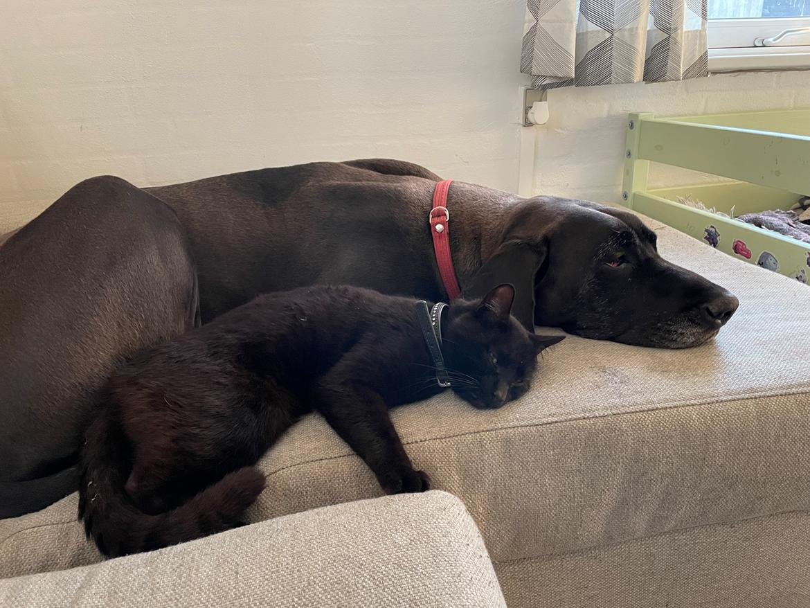 Grand danois Nala billede 17