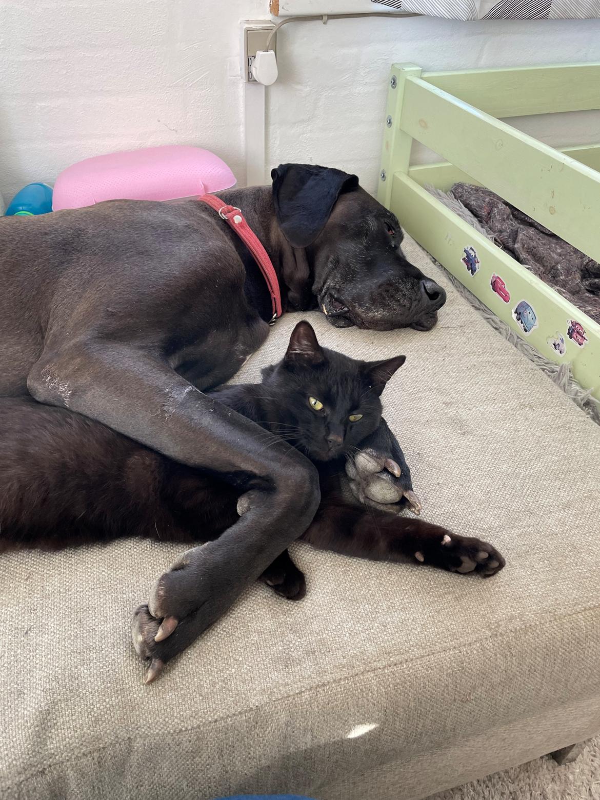 Grand danois Nala billede 18