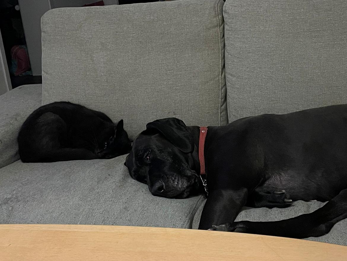 Grand danois Nala billede 14