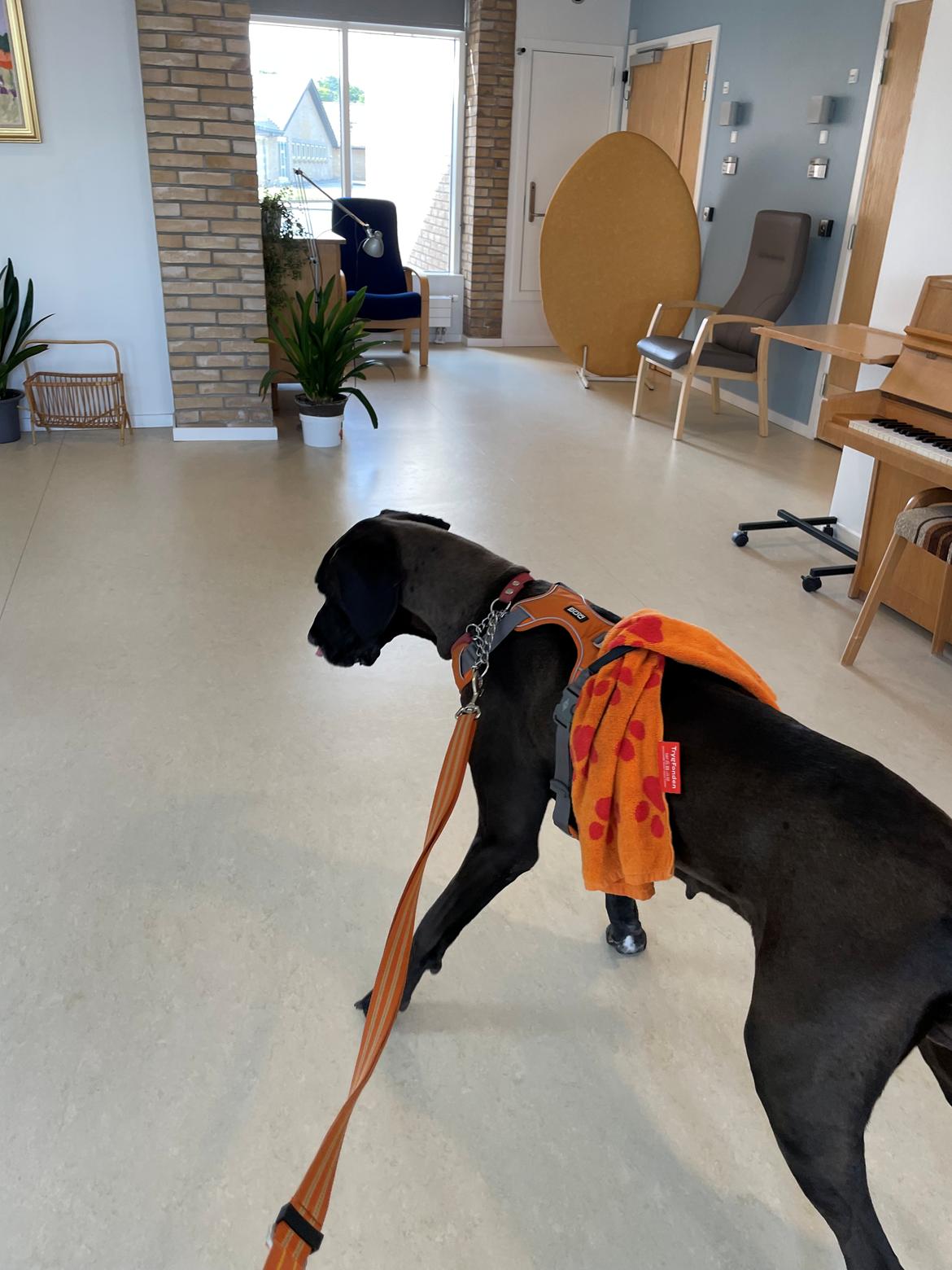 Grand danois Nala billede 20