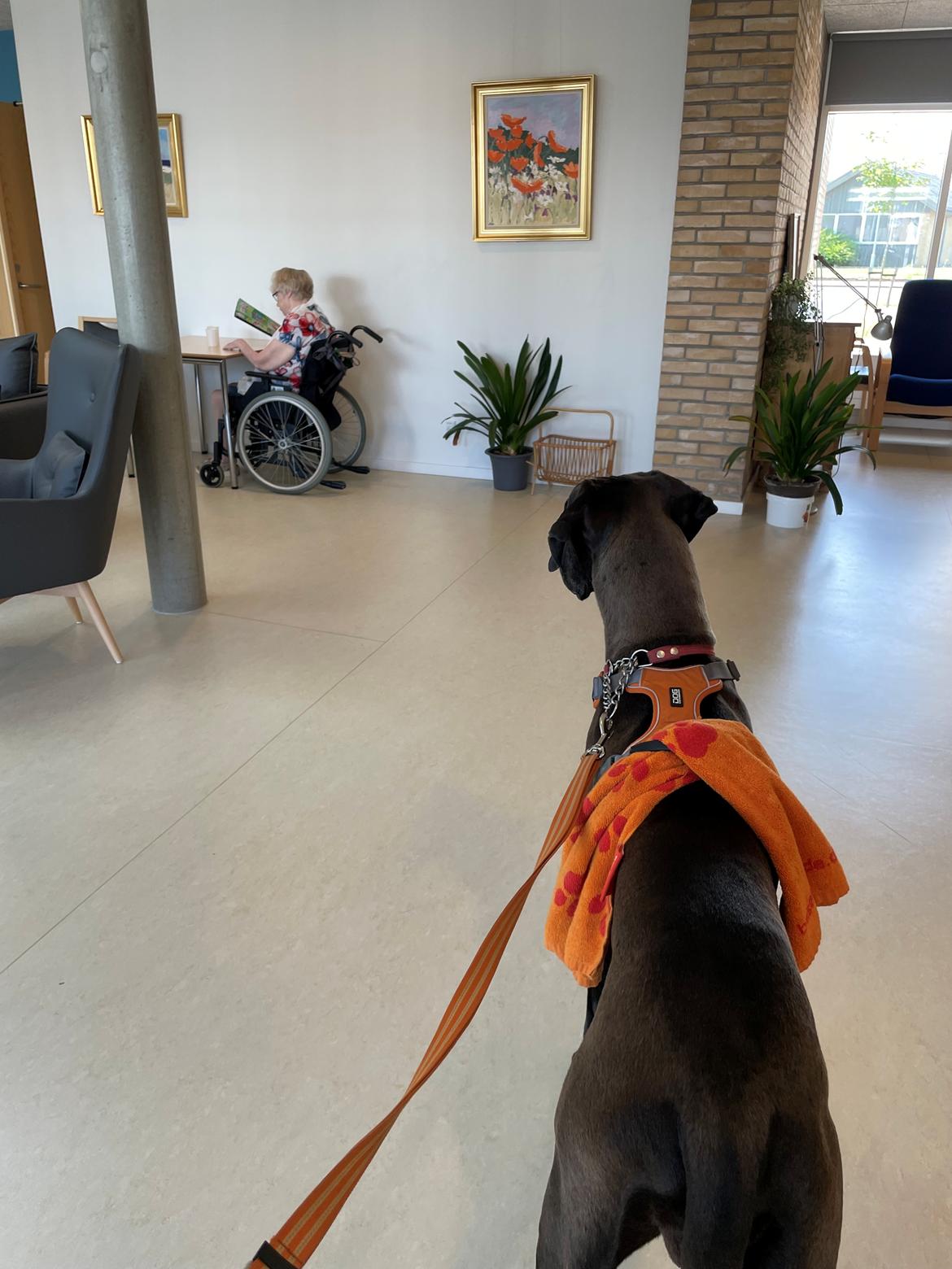 Grand danois Nala billede 19