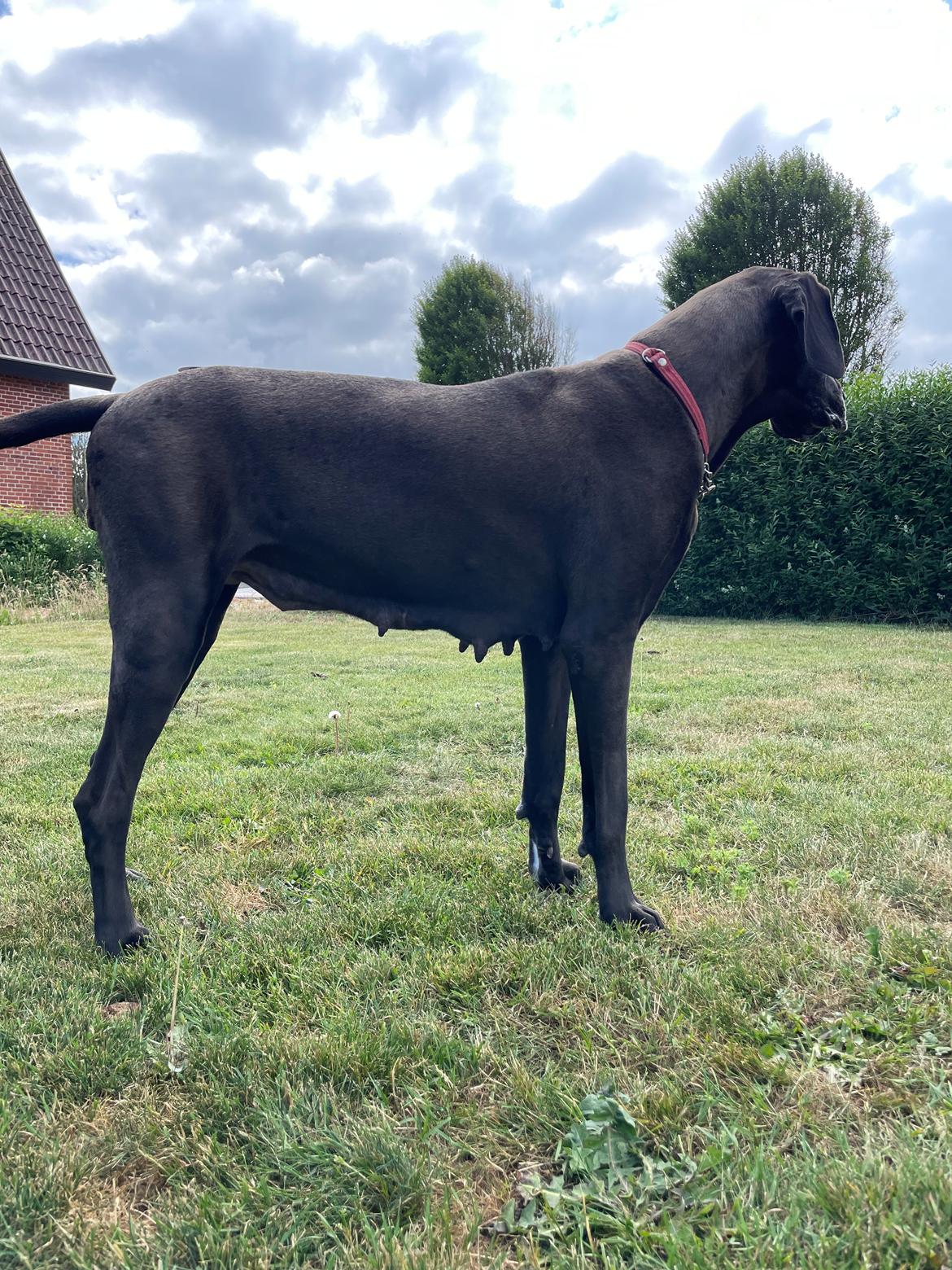 Grand danois Nala billede 21