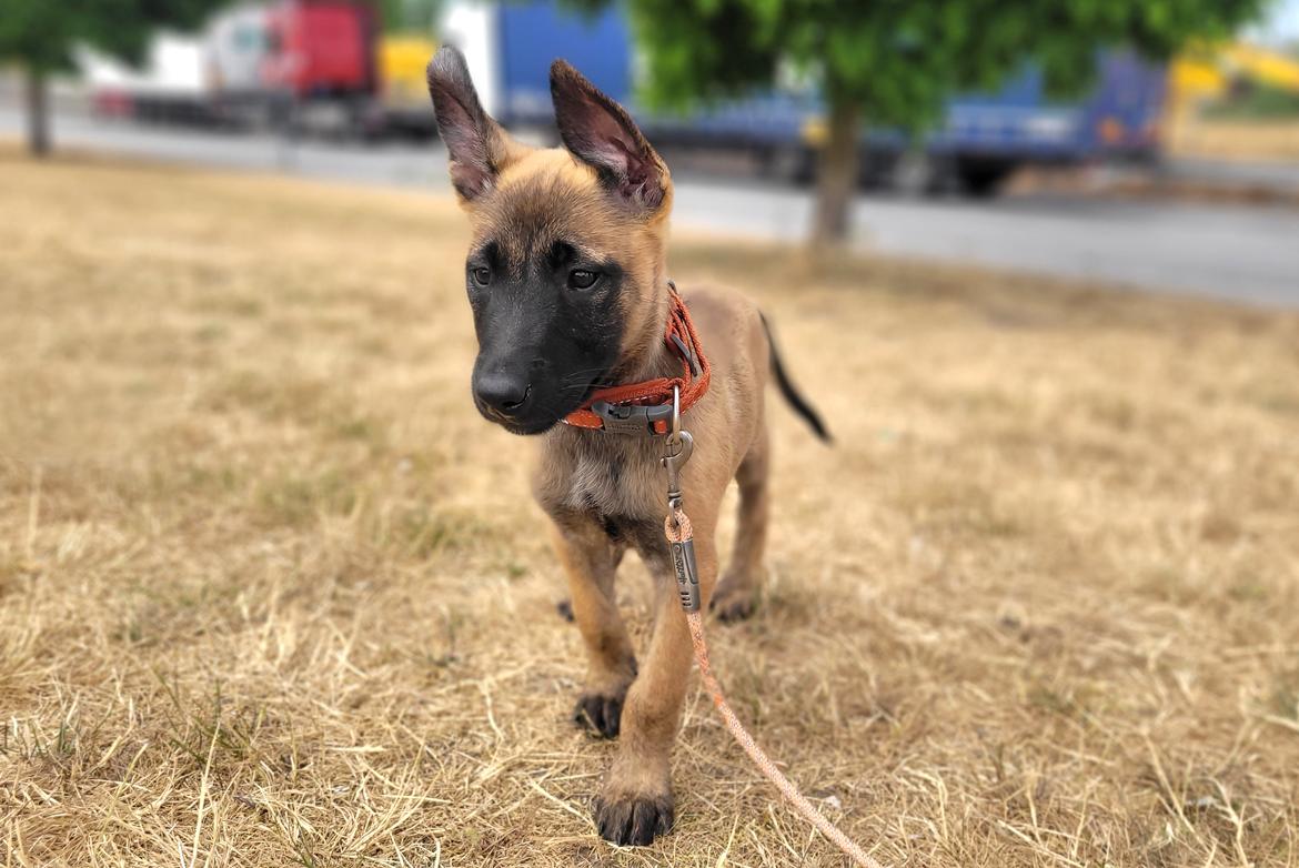 Malinois Turbo - 10 uger billede 6