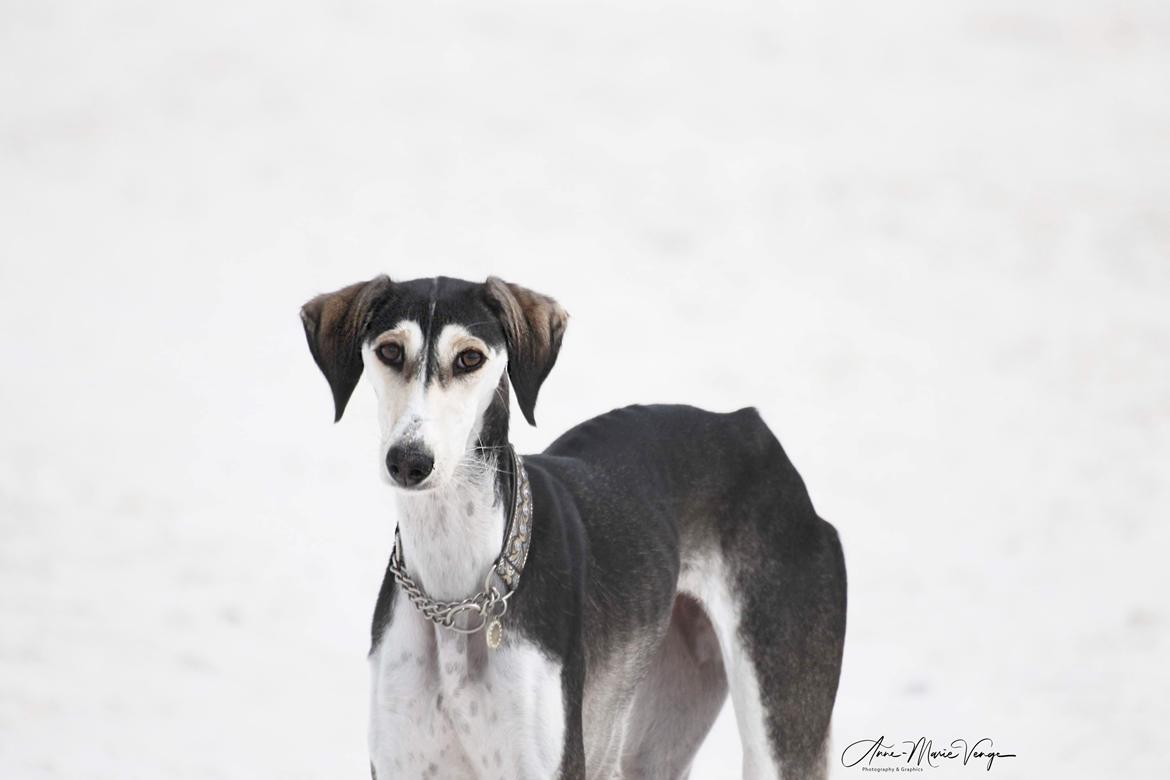 Saluki Nora billede 5