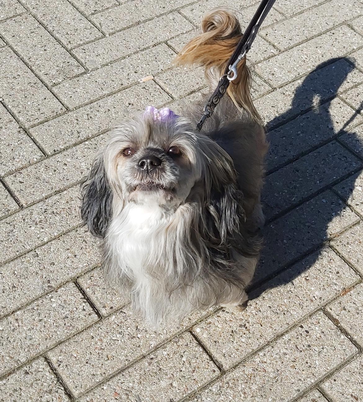 Lhasa apso Tulle *mors*  billede 16