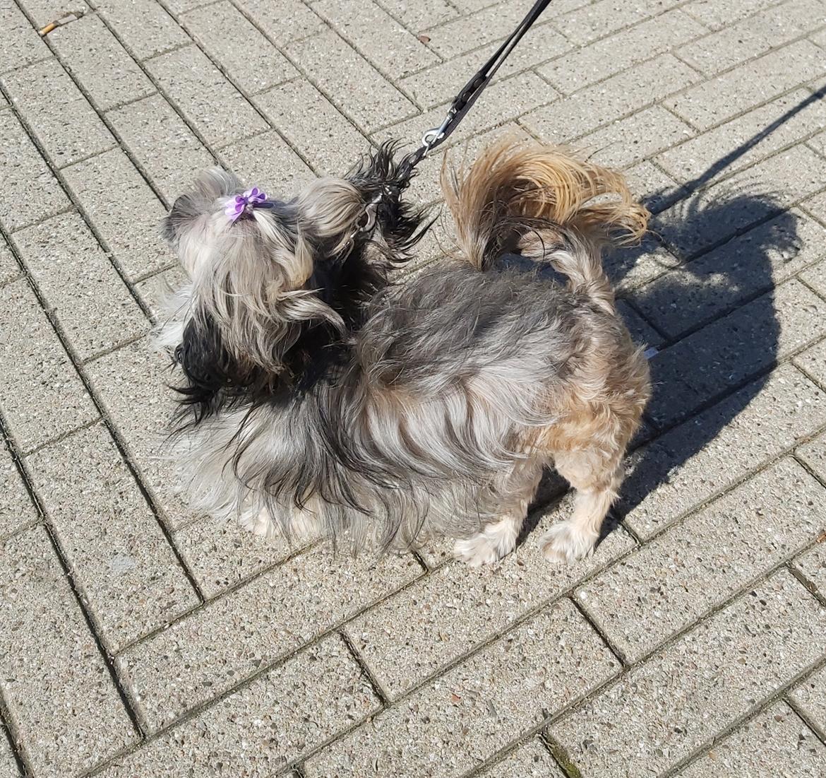 Lhasa apso Tulle *mors*  billede 17