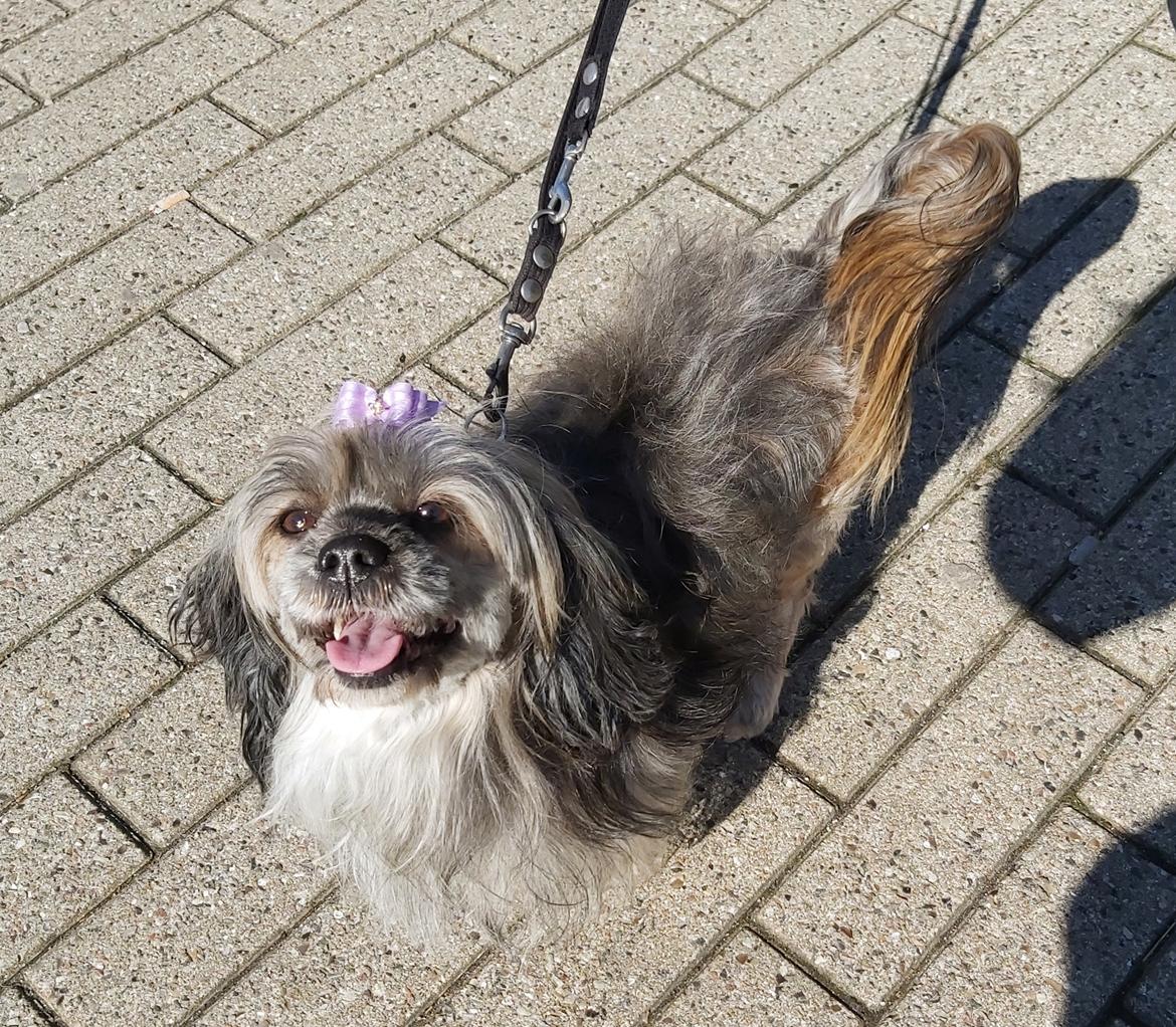 Lhasa apso Tulle *mors*  billede 18