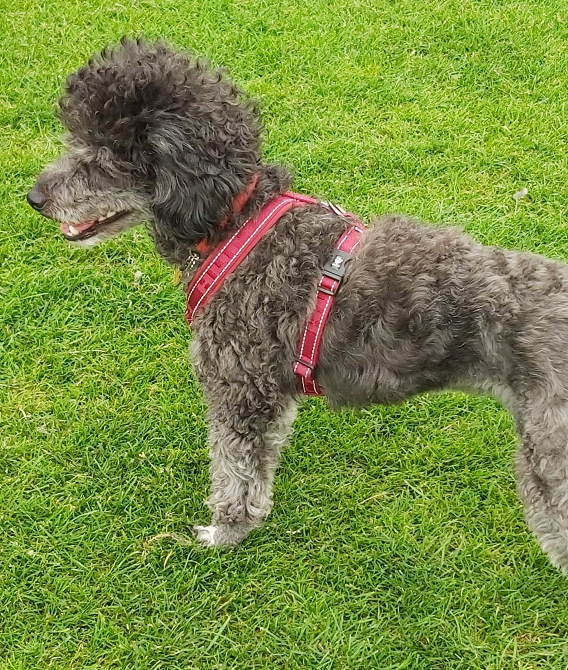 Blanding af racer Filuka Flufftop billede 23