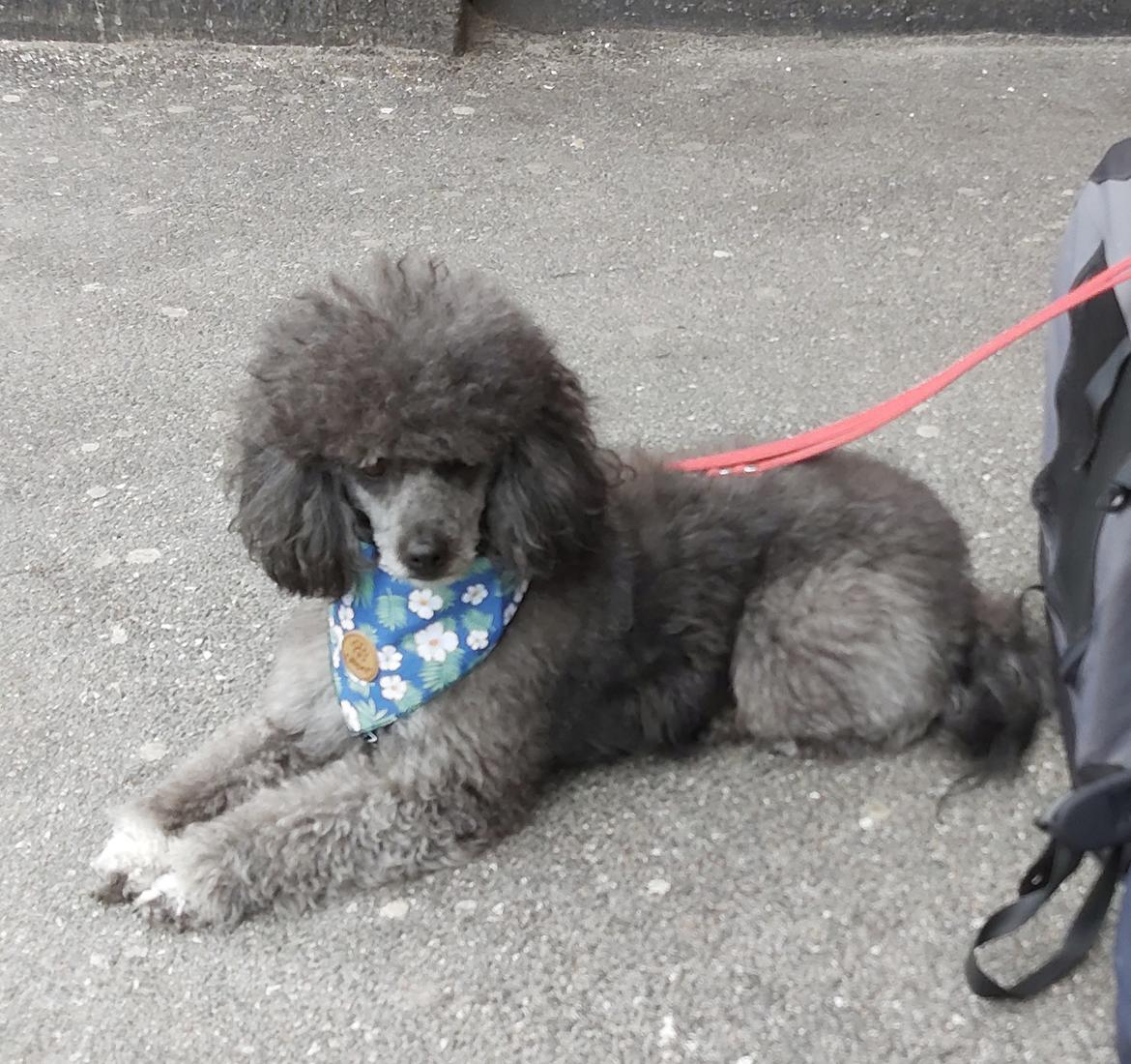 Blanding af racer Filuka Flufftop billede 24