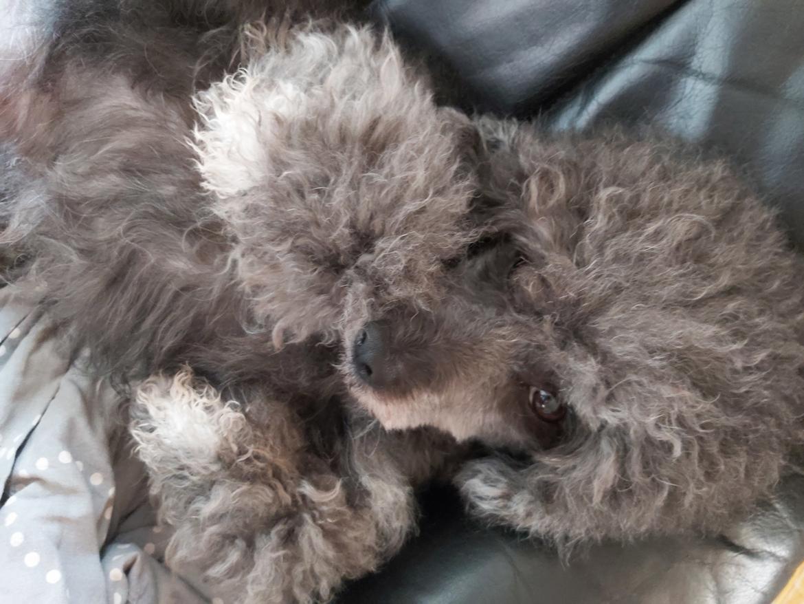 Blanding af racer Filuka Flufftop billede 25