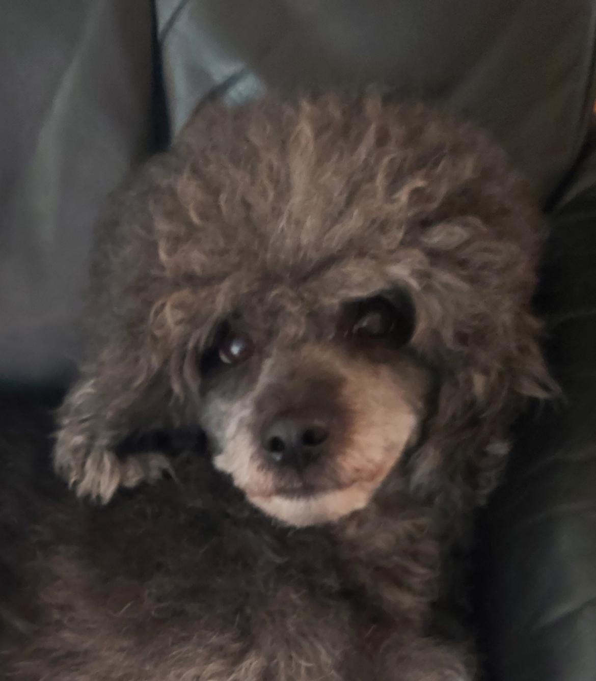 Blanding af racer Filuka Flufftop billede 26