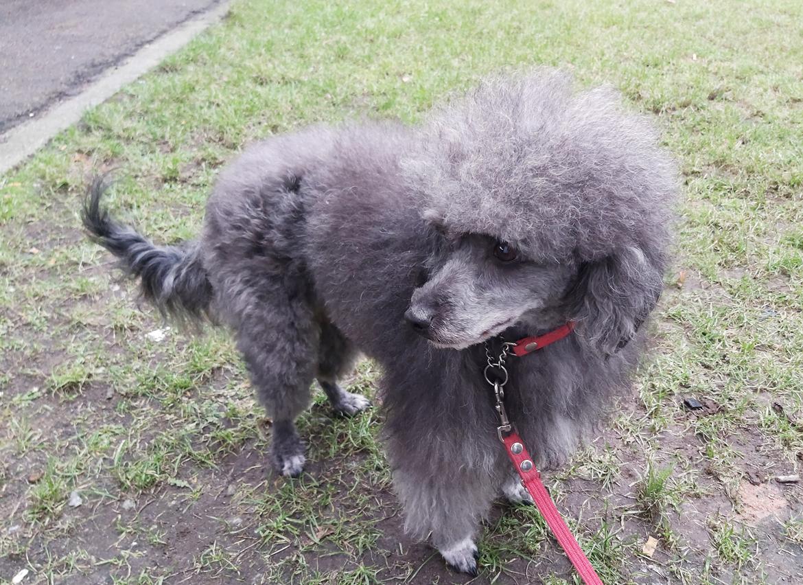 Blanding af racer Filuka Flufftop billede 27