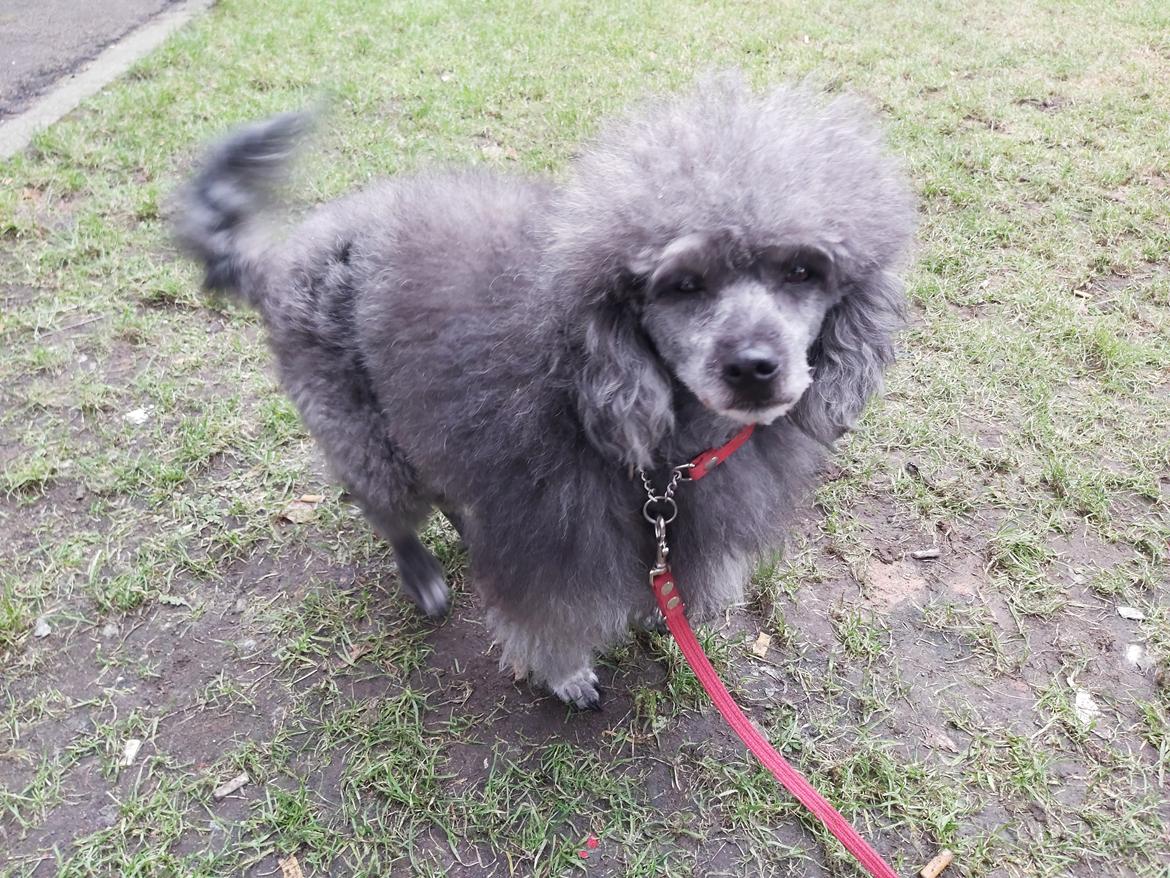 Blanding af racer Filuka Flufftop billede 28