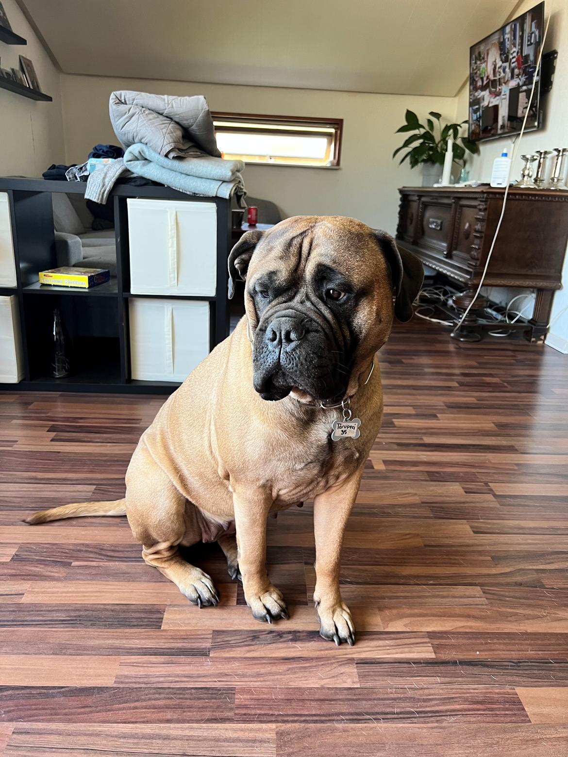 Bullmastiff Luna billede 1