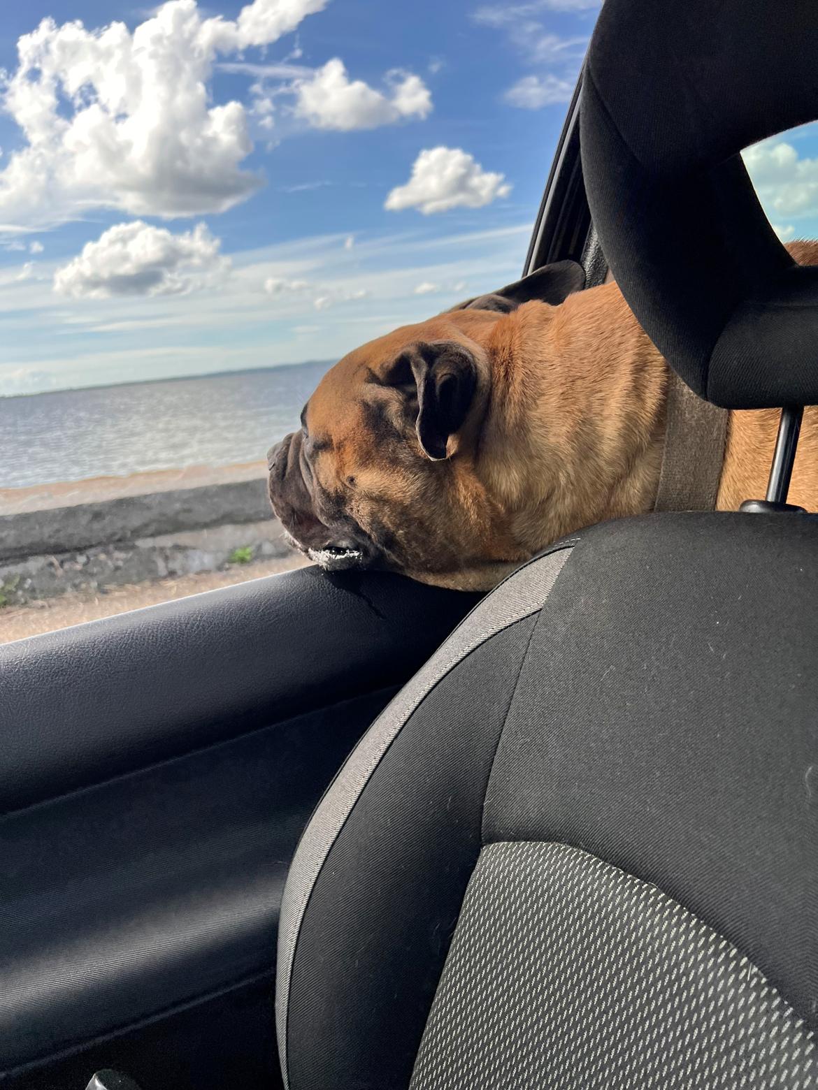 Bullmastiff Luna billede 3