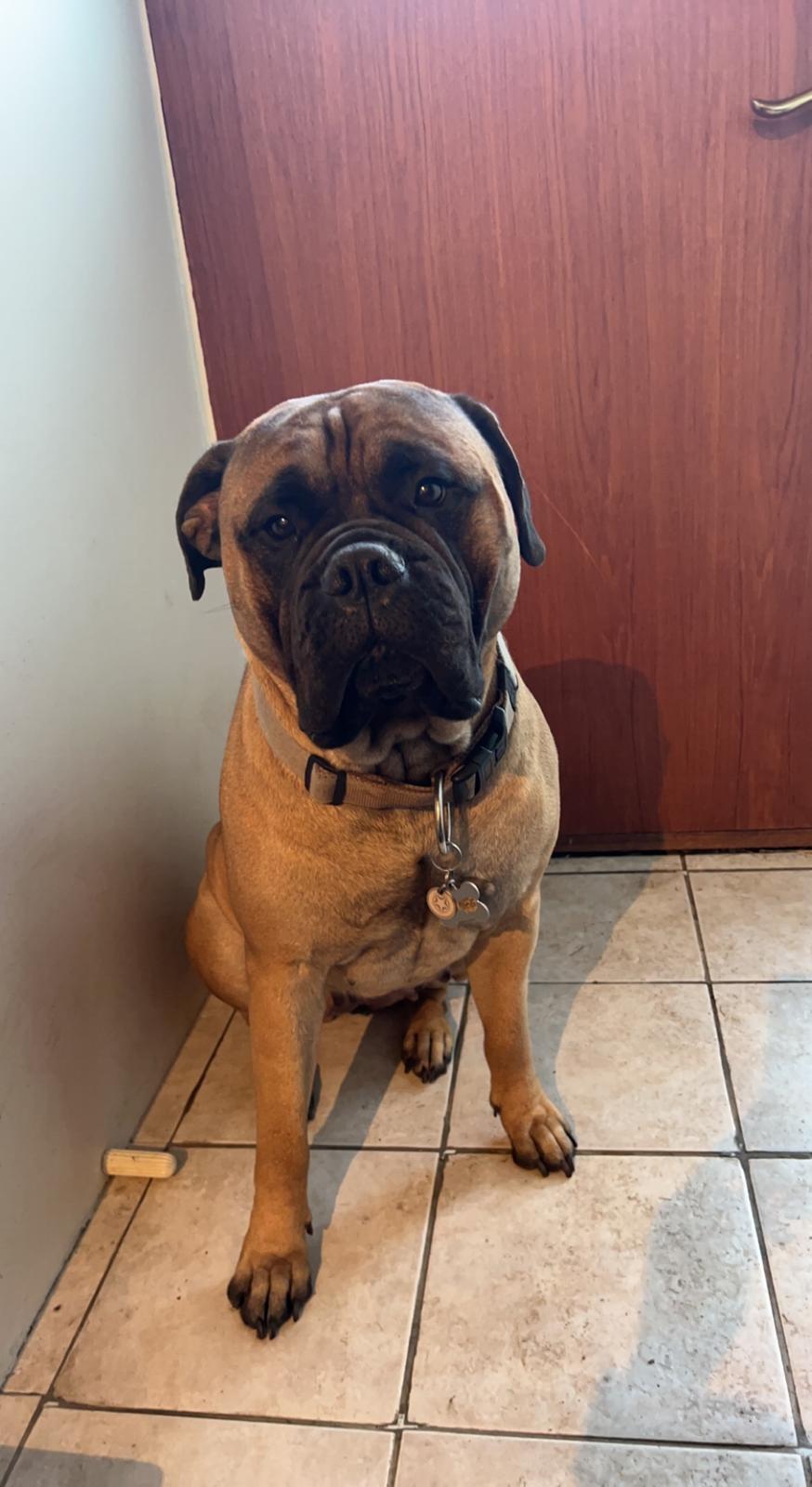 Bullmastiff Luna billede 2