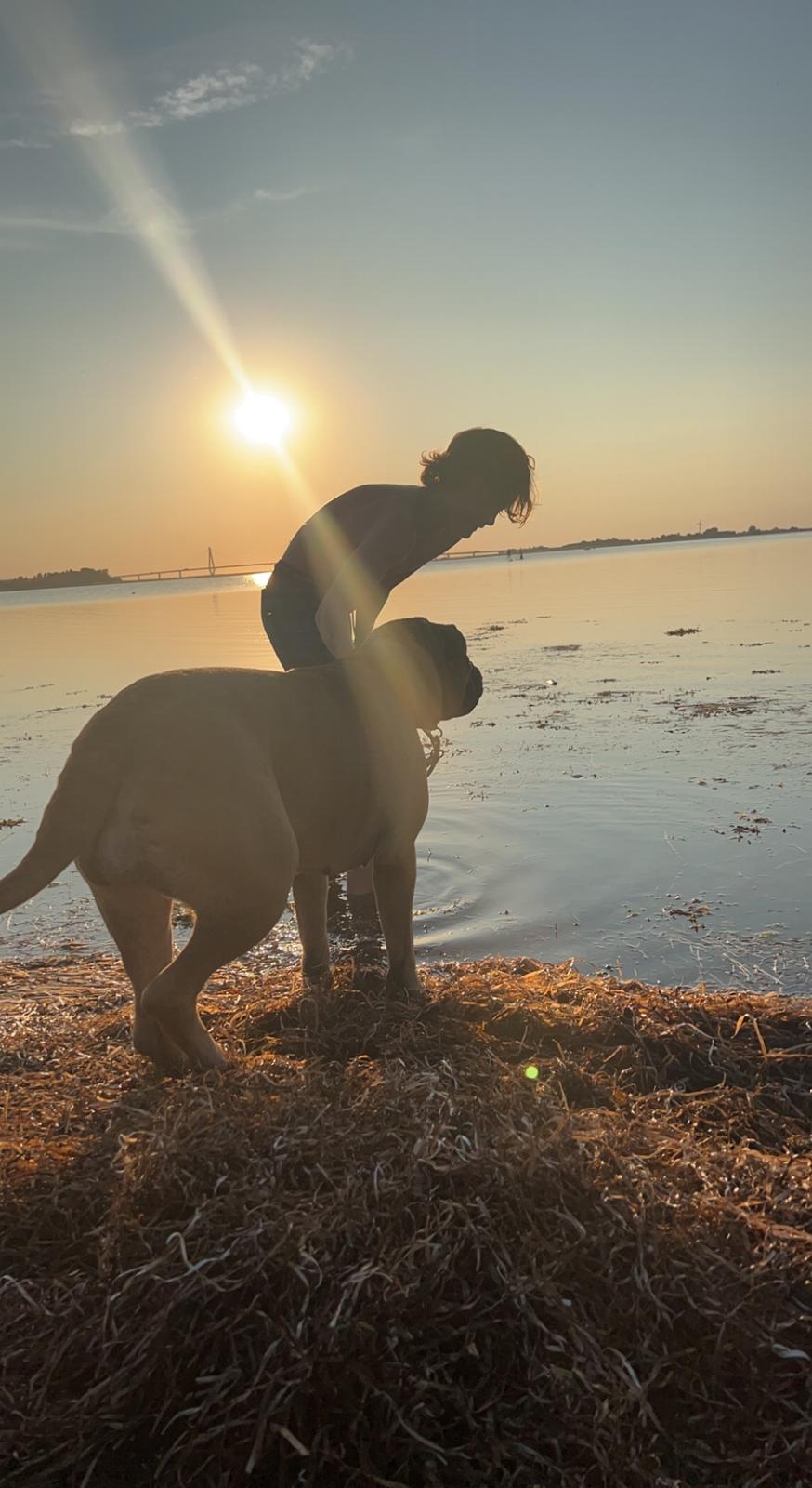 Bullmastiff Luna billede 4