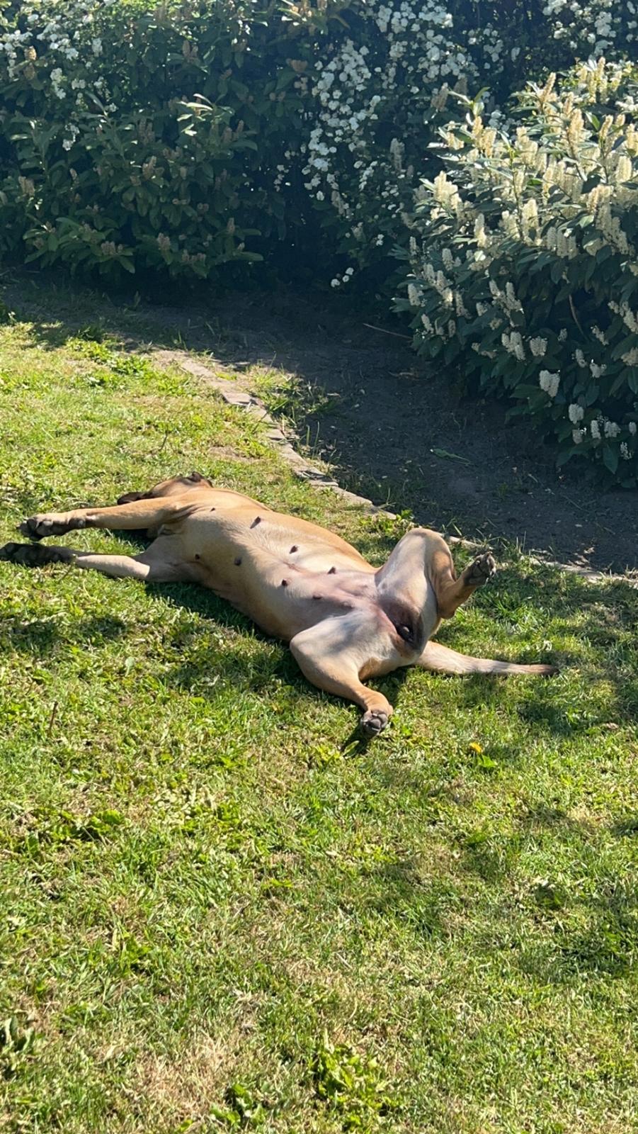 Bullmastiff Luna billede 5