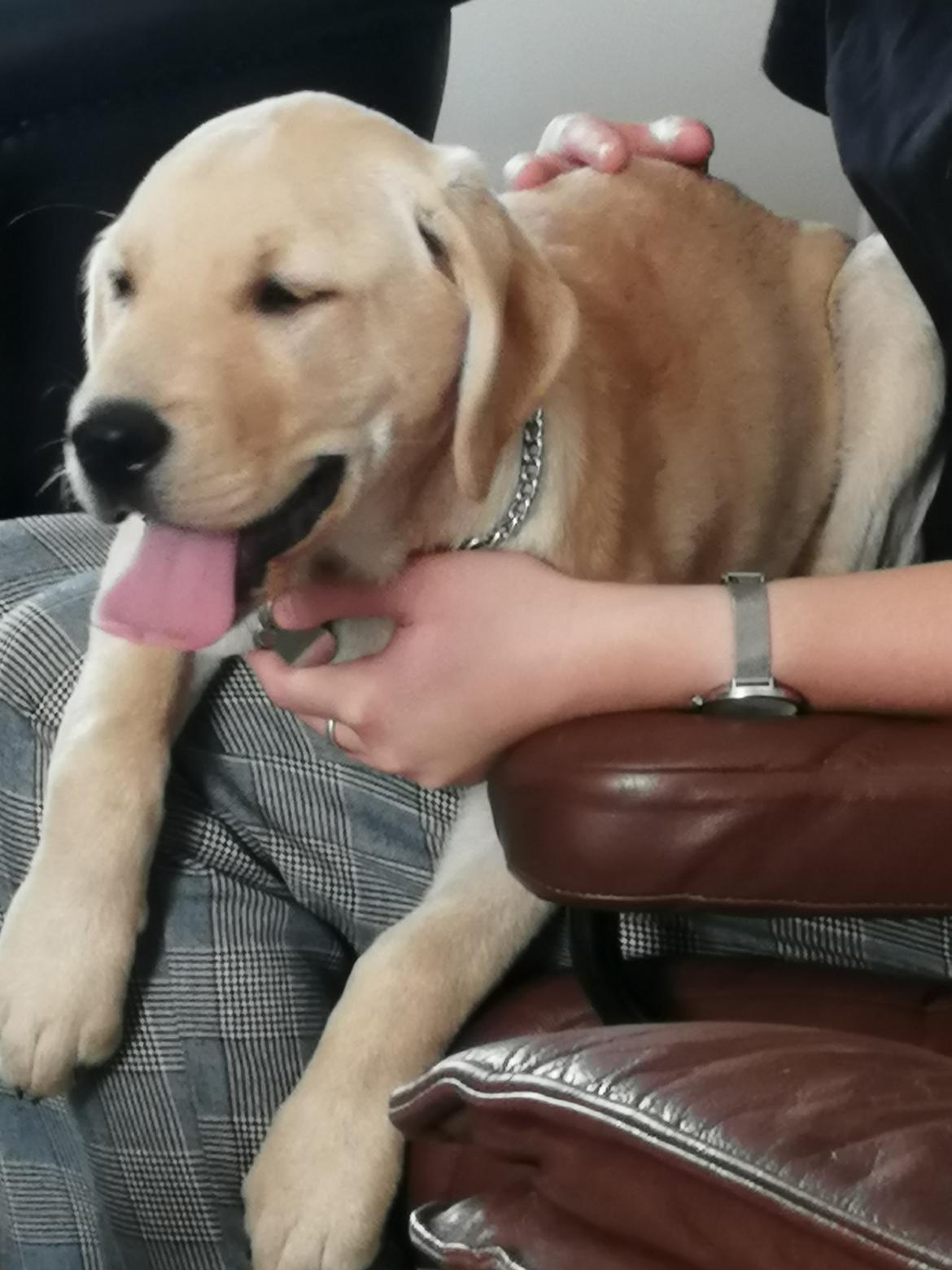Labrador retriever Gule billede 9