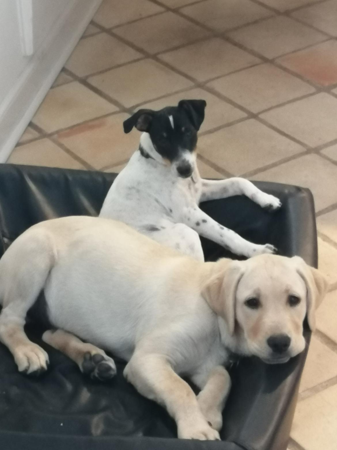 Labrador retriever Gule billede 7