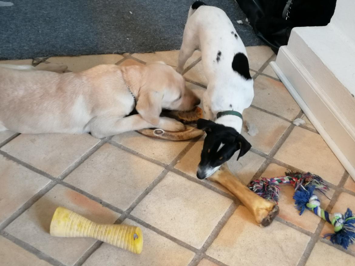 Labrador retriever Gule billede 8